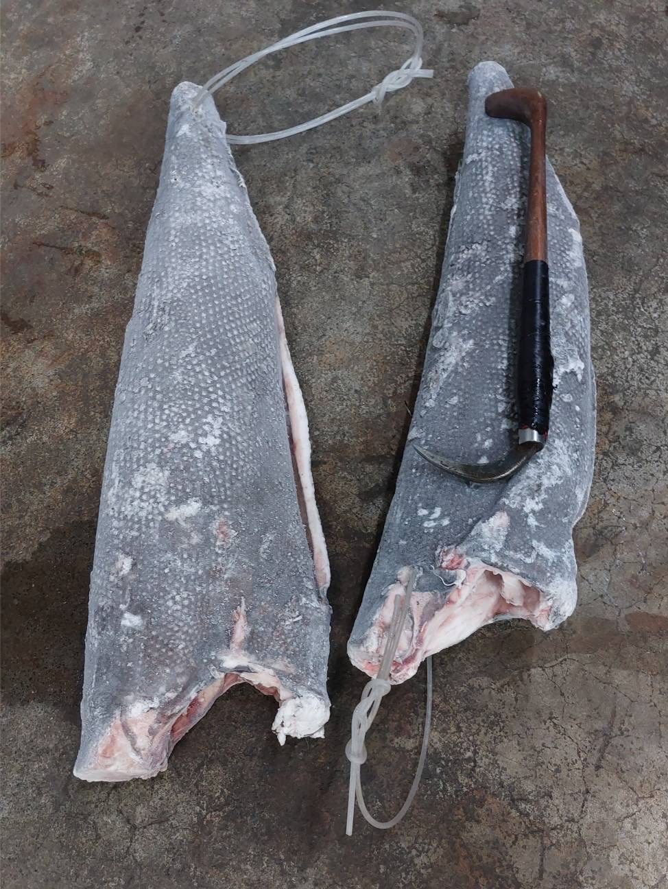 粗鱗油魚(Rough Skin Oilfish)