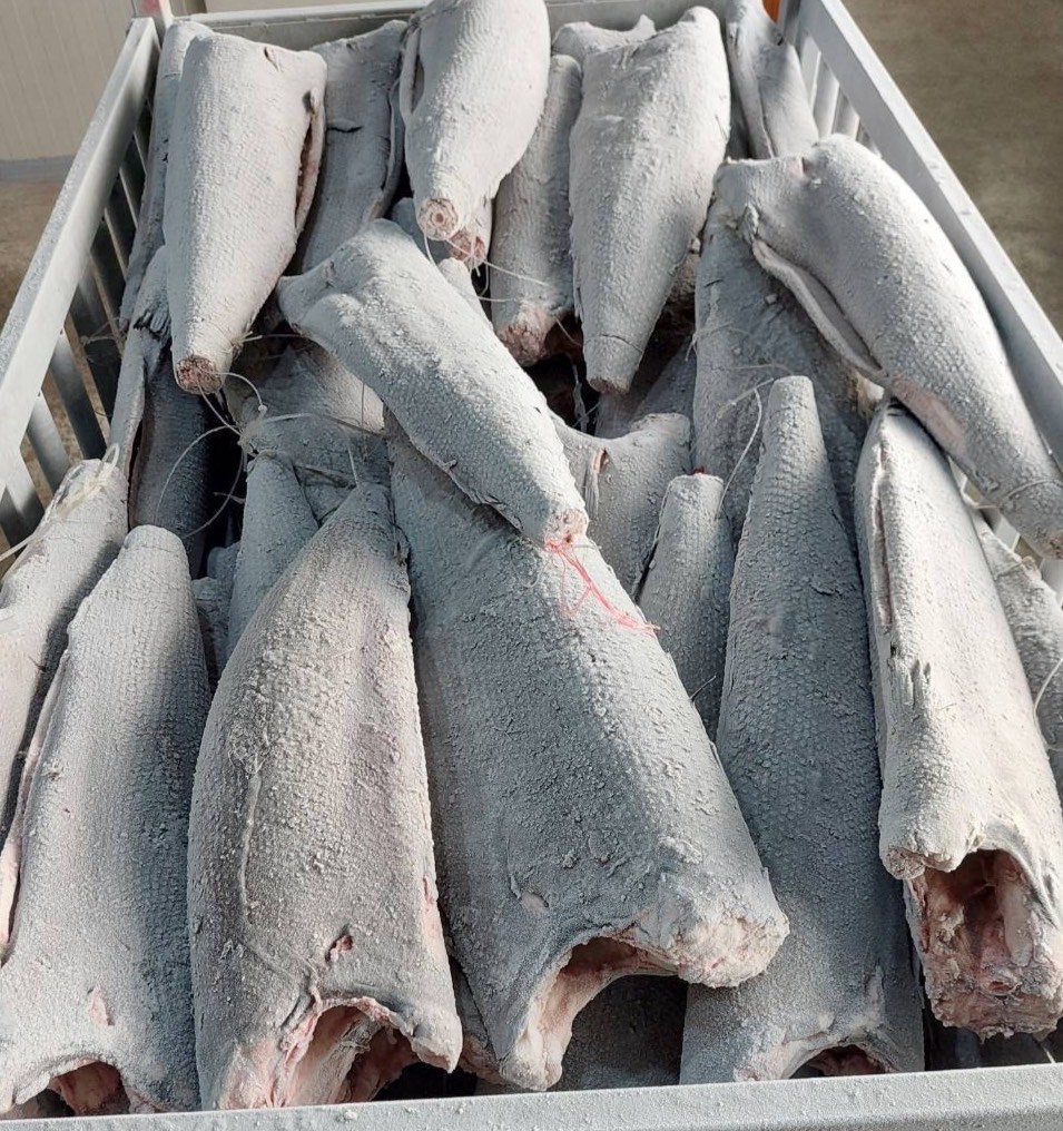粗鱗油魚(Rough Skin Oilfish)