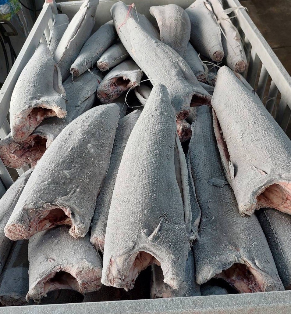 粗鱗油魚(Rough Skin Oilfish)