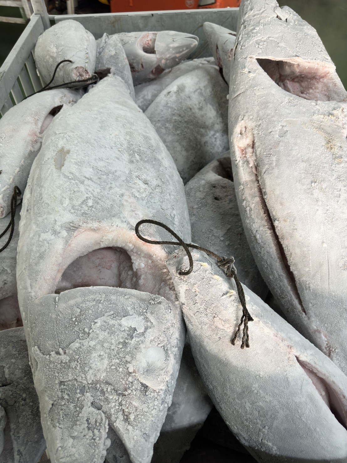 大目鮪魚(Bigeye Tuna)