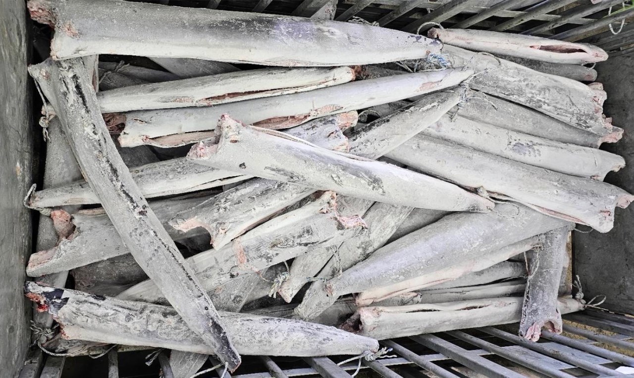杉旗(Shortbilll Spearfish)