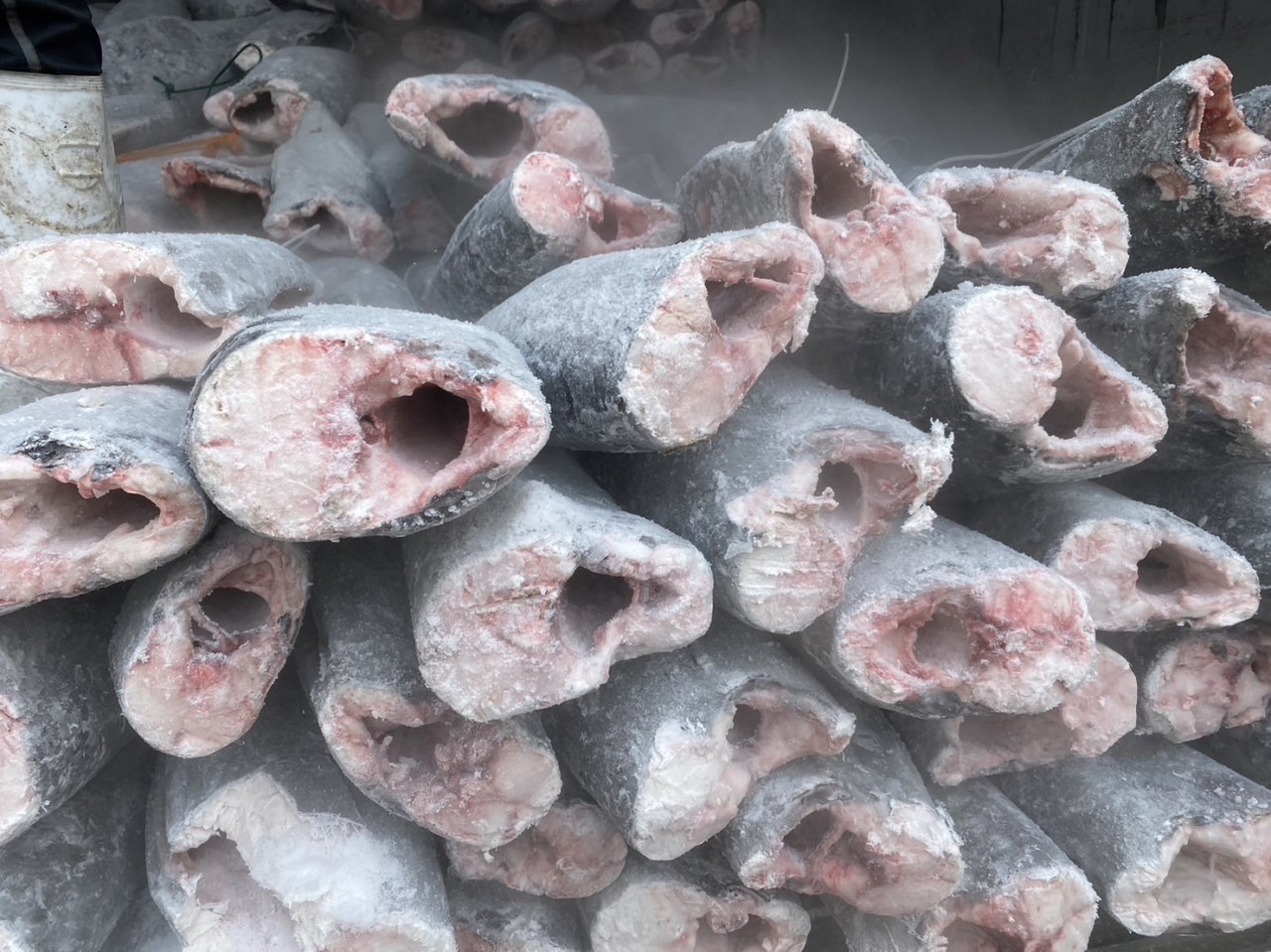 細鱗油魚(Smooth Skin Oilfish)