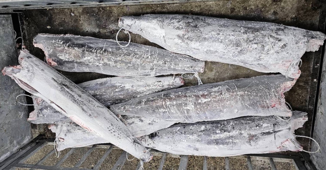 黑皮旗魚(Blue Marlin)