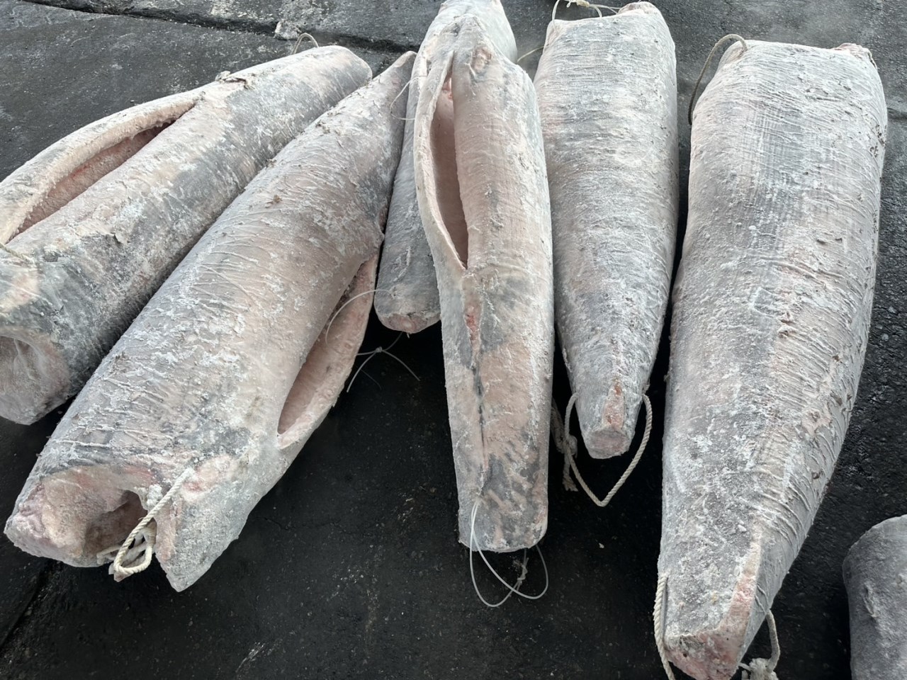 劍旗魚(Swordfish)