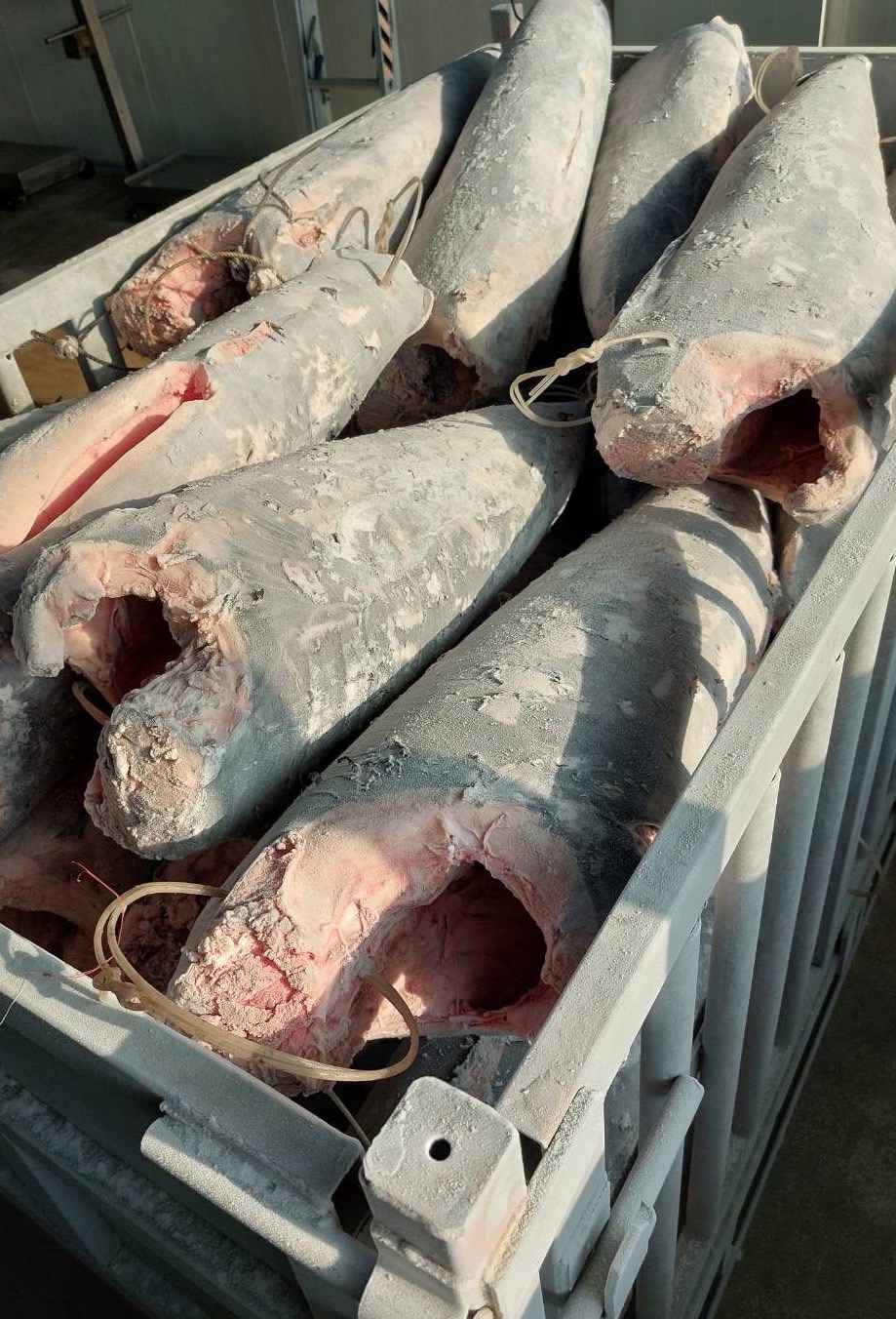 劍旗魚(Swordfish)