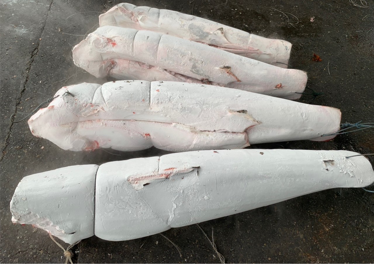 馬加鯊(Mako Shark)