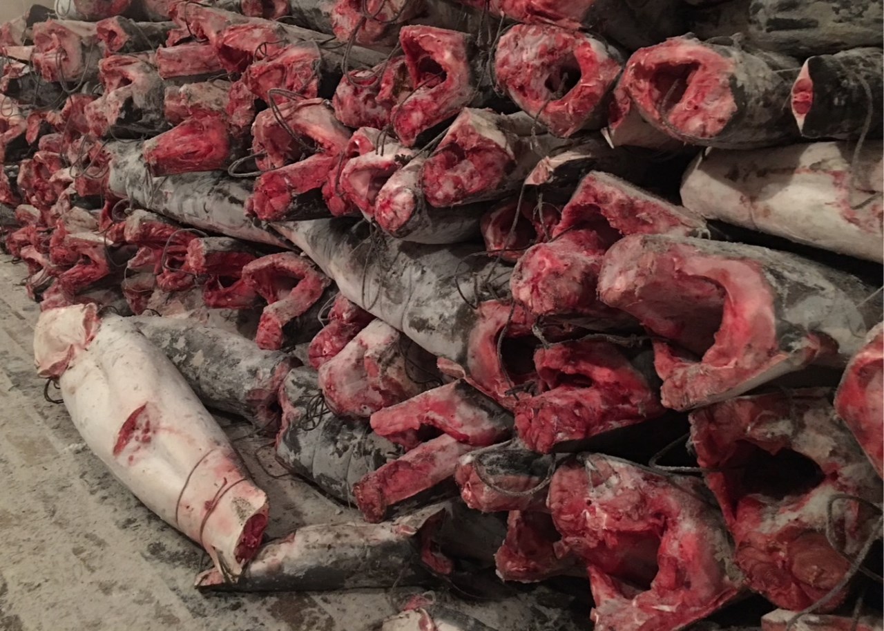馬加鯊(Mako Shark)