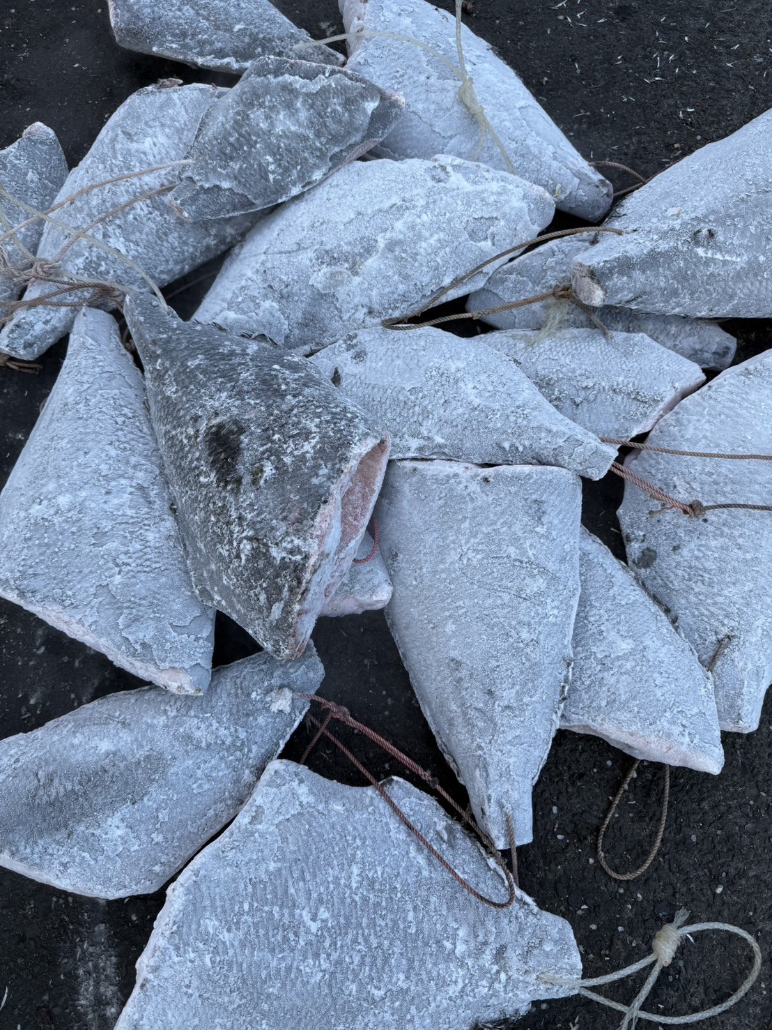 黑皮刀(Angle Fish)