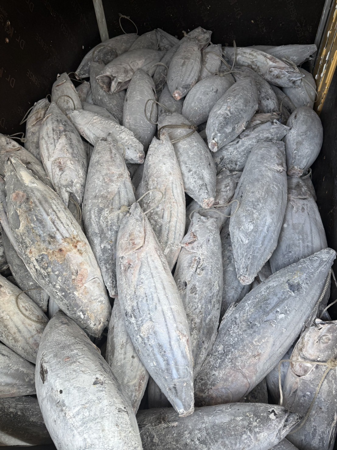 鰹魚(Skipjack)