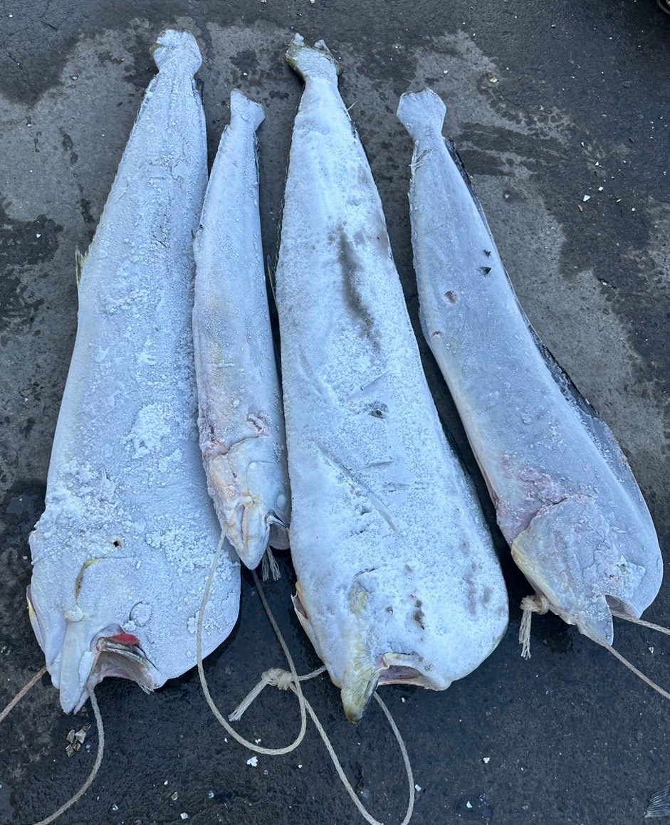 鬼頭刀(Mahi Mahi)