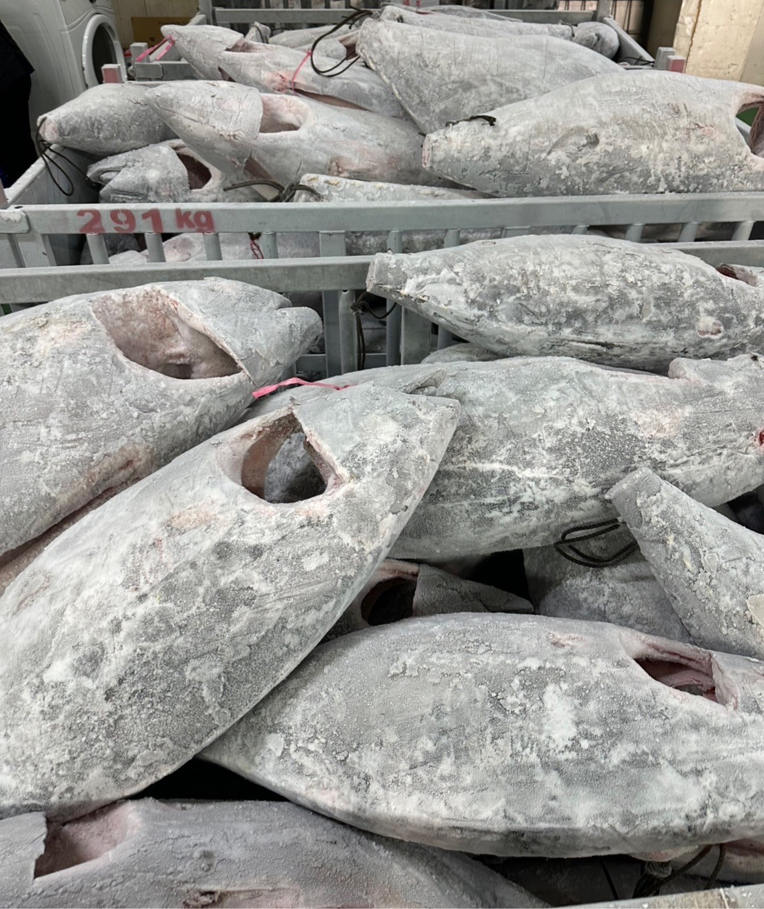 黃鰭鮪魚(Yellowfin Tuna)