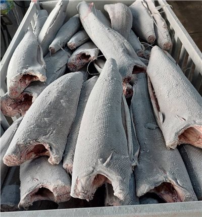 粗鱗油魚(Rough Skin Oilfish)