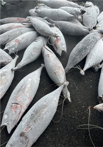 長鰭鮪魚(Albacore Tuna )