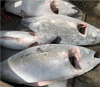 大目鮪魚(Bigeye Tuna)