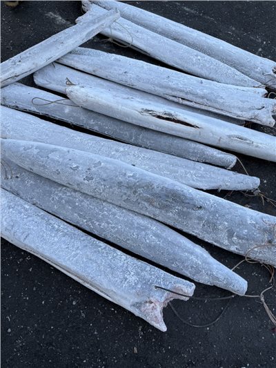 杉旗(Shortbilll Spearfish)