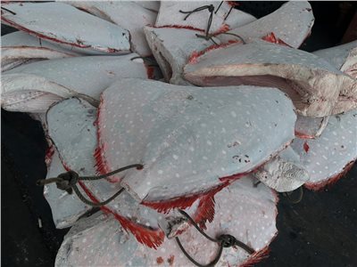 紅皮刀(Moonfish)