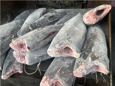 細鱗油魚(Smooth Skin Oilfish)