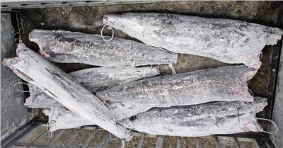 黑皮旗魚(Blue Marlin)