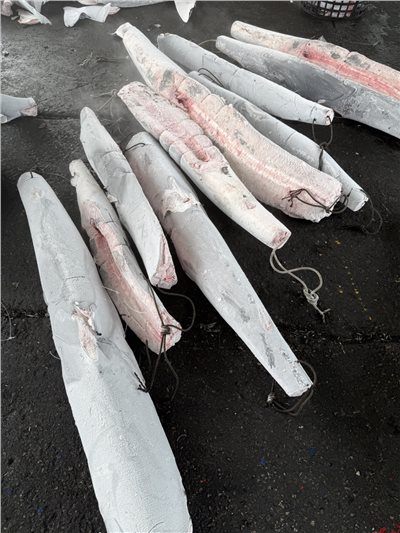 水鯊(Blue Shark)