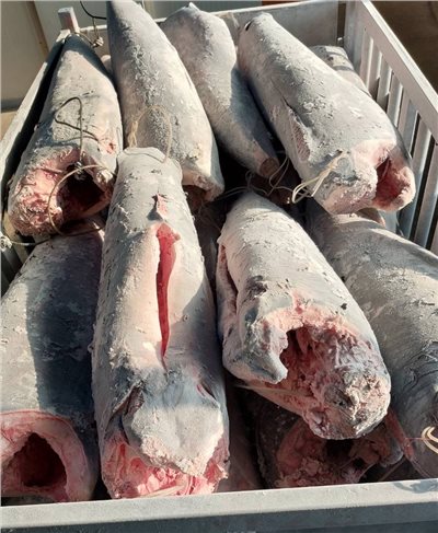 劍旗魚(Swordfish)