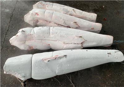 馬加鯊(Mako Shark)