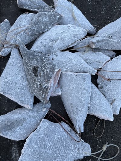 黑皮刀(Angle Fish)