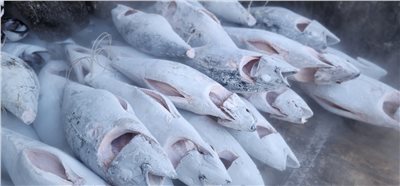 黃鰭鮪魚(Yellowfin Tuna)